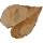 Urticaceae icon