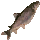 Evergreen Salmon icon